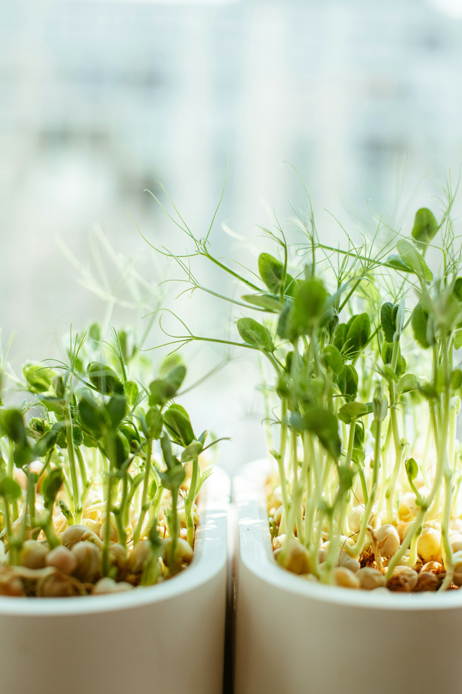Green smoothie with microgreens