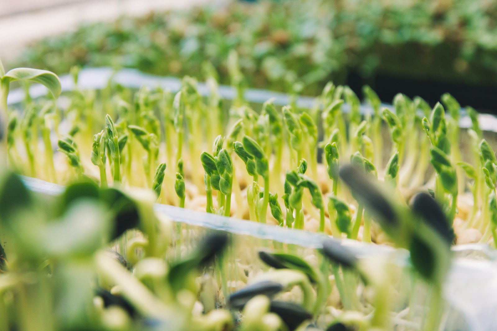 Close-up of microgreens growing