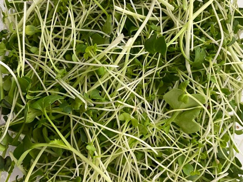 Brassica Blend microgreens