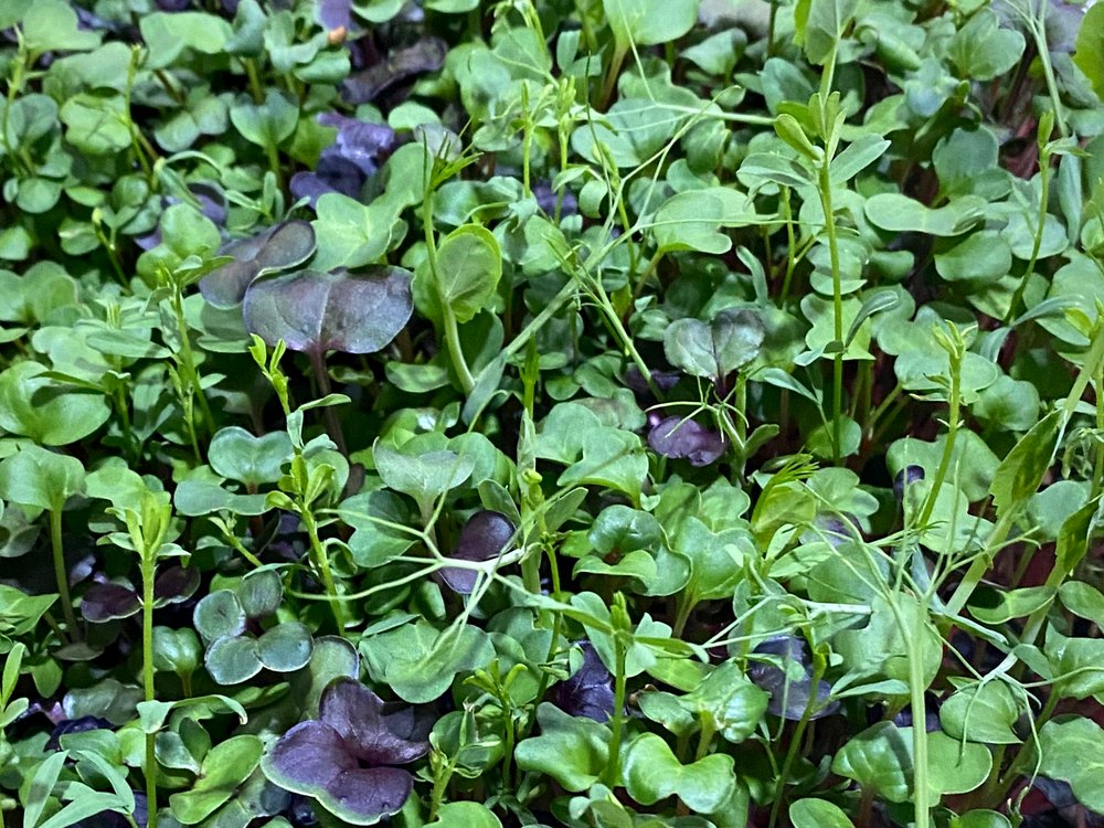 Brilliant Blend microgreens