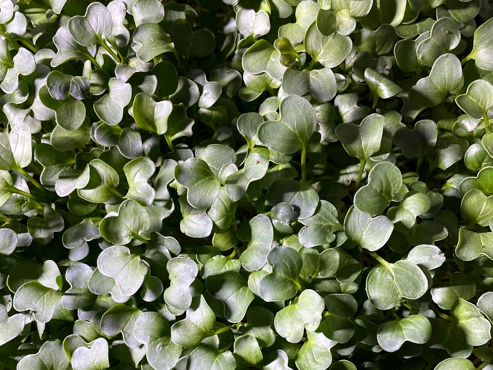 Broccoli microgreens