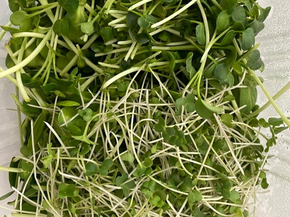 Daily Blend microgreens