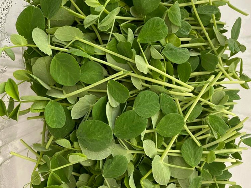 Pea Shoots microgreens