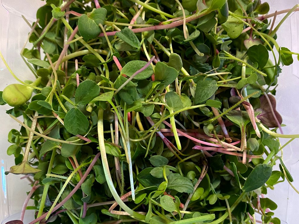 Vitality Blend microgreens
